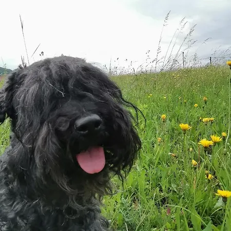 게스트하우스 Malna Major Malyinka