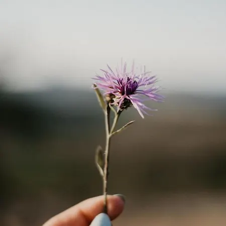 Malna Major 招待所 *