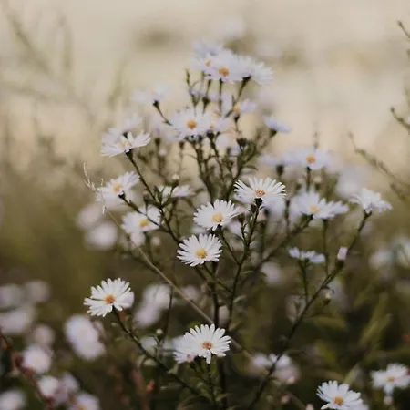 Malna Major Malyinka