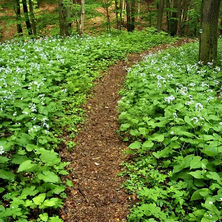 Malna Major 4* Malyinka