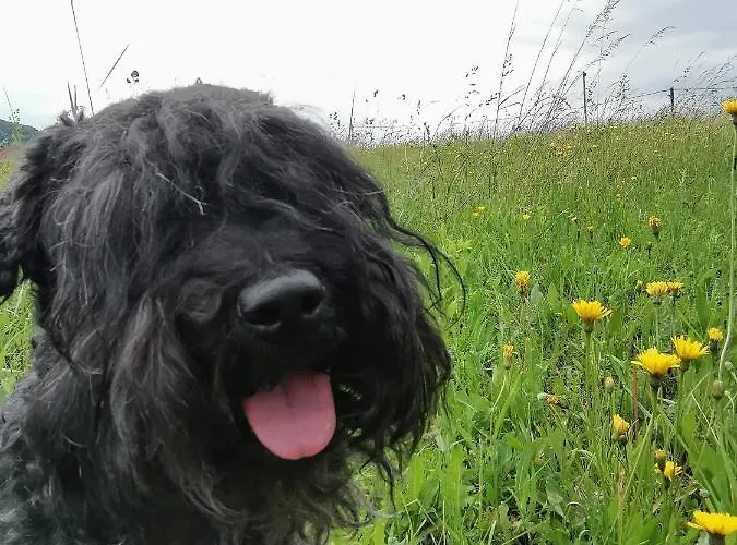 Pensjonat Malna Major Malyinka