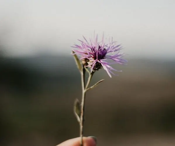 Malna Major Pensjonat 4*