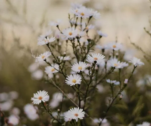 Malna Major Malyinka