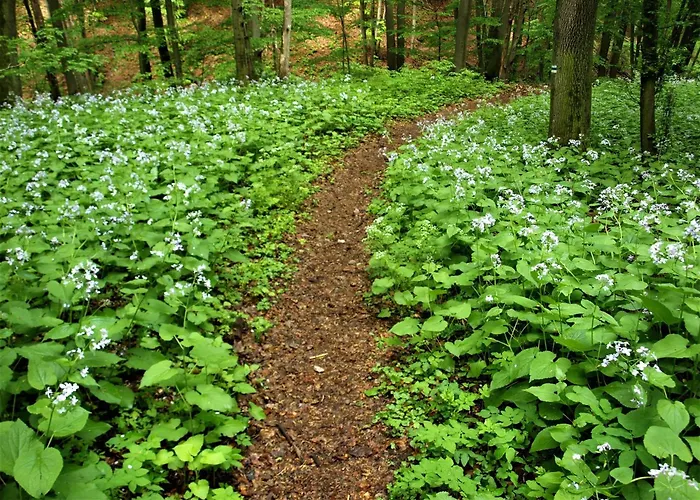 Malna Major 4* Malyinka