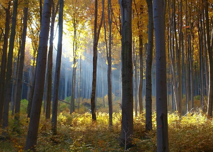 Pensjonat Malna Major